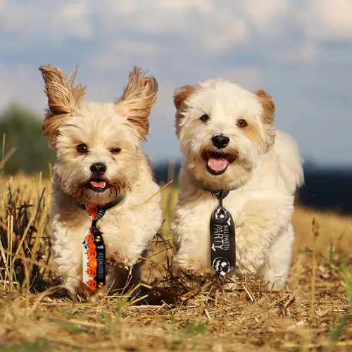 Vista 2 de Frienda 6 lazos de Halloween para perros pequeños, gatos, collares de perro de Halloween, ajustables, calavera, corbatas para mascotas, corbatas