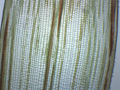 Zea Mays Stem - Sección Cruzado y Longitudinal - Slide de Microscopio Preparado - 2.953 x 0.984 in - Biología y Microscopia - Eisco Labs