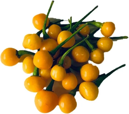 Aji Charapita Charapa Wild Peruvian Heirloom Pepper Premium Semillas para plantar paquete