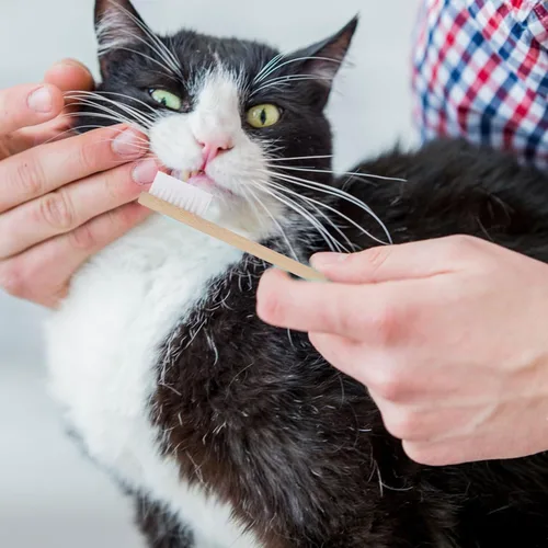 Vista 3 de Cepillos de dientes para mascotas para gatos y perros, 2