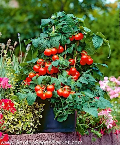 Vista 2 de Tomate Cherry Maskotka Cascading Trasero Enano Arbusto Tomate 50+ Semillas para plantar sin OMG