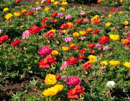 Vista 2 de Semillas Musgo Rosa Mix Portulaca Flores Anuales 1500 Semillas