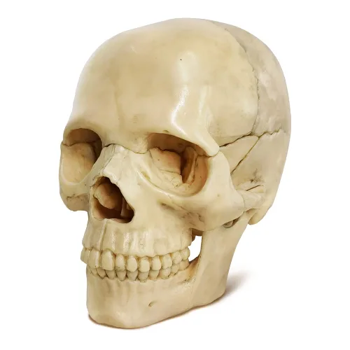 Vista 7 de EVOTECH SCIENTIFIC Mini modelo de calavera humana, 15 piezas didácticas modelo de calavera de anatomía explosionada del tamaño de la palma