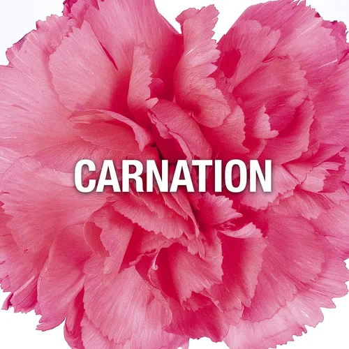 Vista 3 de Giorgio Beverly Hills Red - Perfume para mujer, Eau de Toilette EDT en aerosol, regalo para ella, 3 onzas líquidas