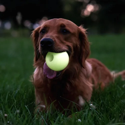 Vista 5 de Harry Barker Bolas de goma y palo de goma para masticar, hueso de goma para perros