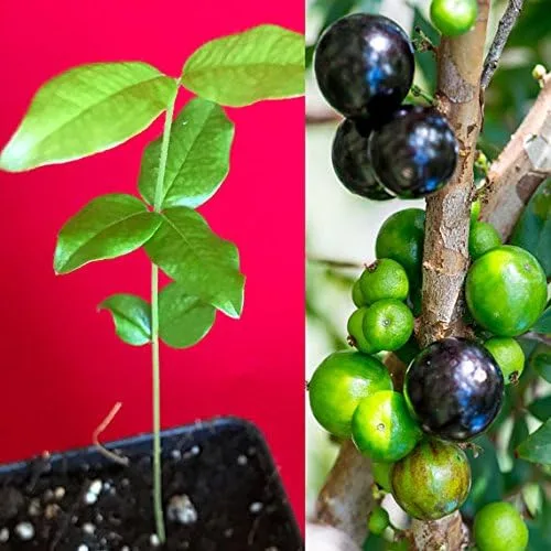 Jaboticaba Myrciaria Cauliflora Sabara Planta de semillero de uva brasileña Árbol frutal en maceta Jabuticaba