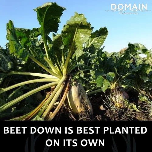 Vista 4 de Domain - Semilla de parcela de remolacha para exteriores, para ciervos, 1/4 de acre, variedad especial de remolacha azucarera diseñada para producir