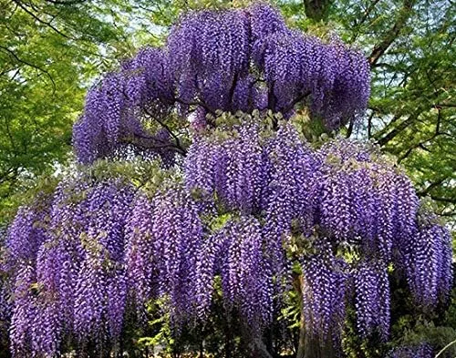 Hermosa planta de árbol de glicina de luna azul de 2-3 pies de alto, planta en maceta, flores fragantes, semillas, bulbos, plantas y más, atrae a
