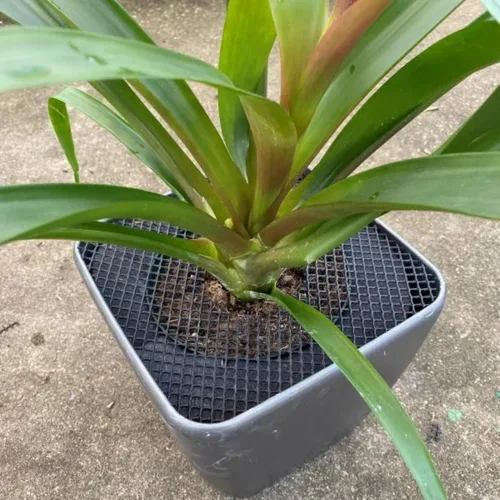 Vista 6 de Curtis Wagner Plastics Plant Guard - Protector de plantas de 12 pulgadas de diámetro, paquete de 2 Protector de plantas de gatos y animales