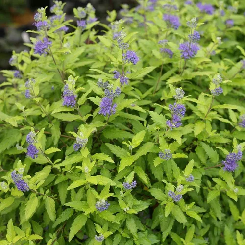 Sunshine Blue® II Bluebeard - Caryopteris incana - Ganadores probados - Maceta de 4"