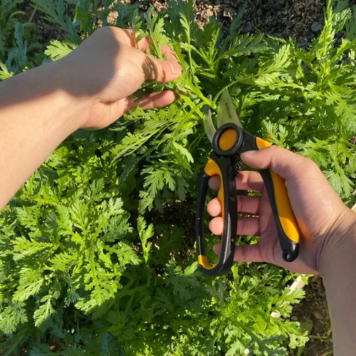 Vista 6 de Centurion Podadora de derivación de jardín de acero inoxidable 194 con cierre de presión, para ramas, tallos y árboles, herramienta manual