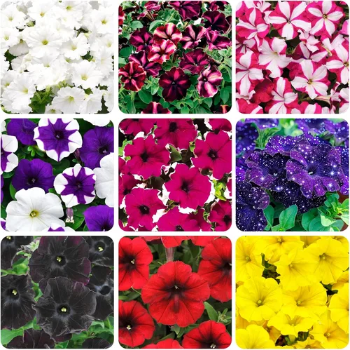 Vista 2 de Más de 320 semillas de flores de petunia mixtas perennes para plantar al aire libre reliquia sin OMG