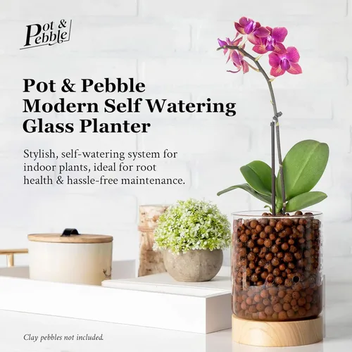 Vista 3 de Pot & Pebble - Maceta de vidrio C3 con base de madera - Maceta de vidrio interior con agujeros de control de nivel de agua - Cultiva plantas