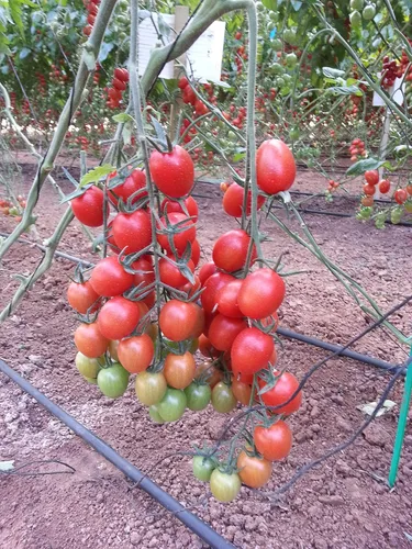 Vista 4 de Semillas Verduras de Tomate Rojo - 50 Semillas