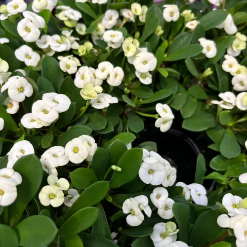 Vista 2 de Euphorbia - Planta de corona de espinas, planta viva suculenta perenne para interiores y exteriores, 4 a 7 pulgadas (blanco)