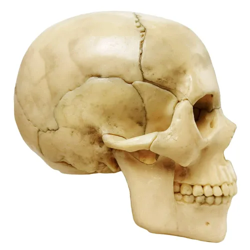 Vista 3 de Modelo de cráneo explosionado de anatomía,Modelo médico humano del cráneo de la clínica dentalEquipo de enseñanza,Aprendizaje de enseñanza médica