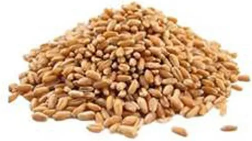 Vista 3 de Hierba de trigo rojo duro sin OMG, brotes germinantes de hierba de trigo Microgreens. (4 onzas de semilla pura). Marca Country Creek LLC.