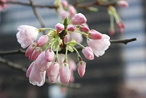 Vista 3 de Live Akebono Cherry Blossom Tree (6 ''-10 '' de alto) - Flor de cerezo para jardinería - Not Ship AZ & CA