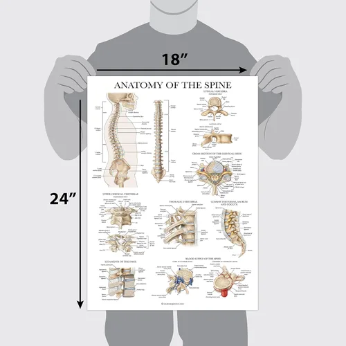 Vista 2 de Palace Learning Anatomía de la columna vertebral - Cuadro anatómico de la columna vertebral laminada - 18" x 24