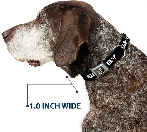 Vista 6 de Collar de perro hebilla de cinturón de seguridad Shelby texto solo negro blanco 9.5 a 13 pulgadas 1.0 pulgadas de ancho