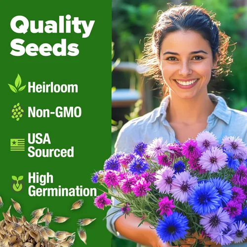 Vista 2 de HOME GROWN Bachelor Button Flower Seeds Tall Mix 700+ Semillas tradicionales de aciano para plantar, floración rápida, sin OMG, aptas