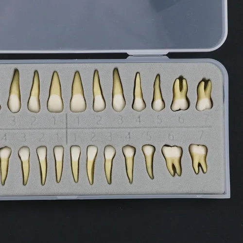 Vista 6 de 1 caja de dientes modelo dental modelo 28 piezas 1:1 dientes permanentes completos M7021